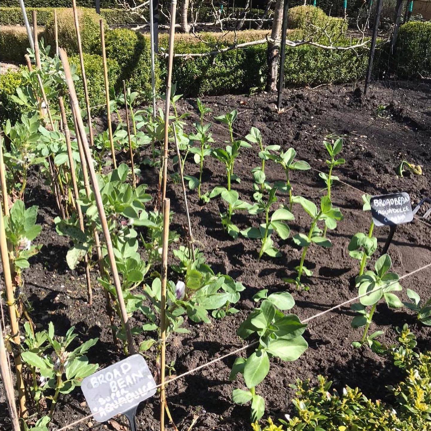 Broad Beans Blog 2 21-04-2021